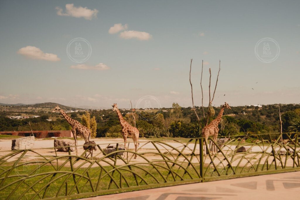 Bodas Africam Safari Lugares para eventos en Puebla Sabores Banquetes en Puebla Tlaxcala Mexico Bodas Destino Puebla Destination Weddings Puebla Mexico